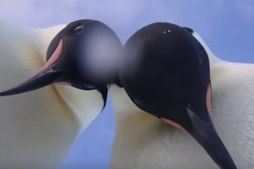 pingvini, Foto: Screenshot (YouTube)