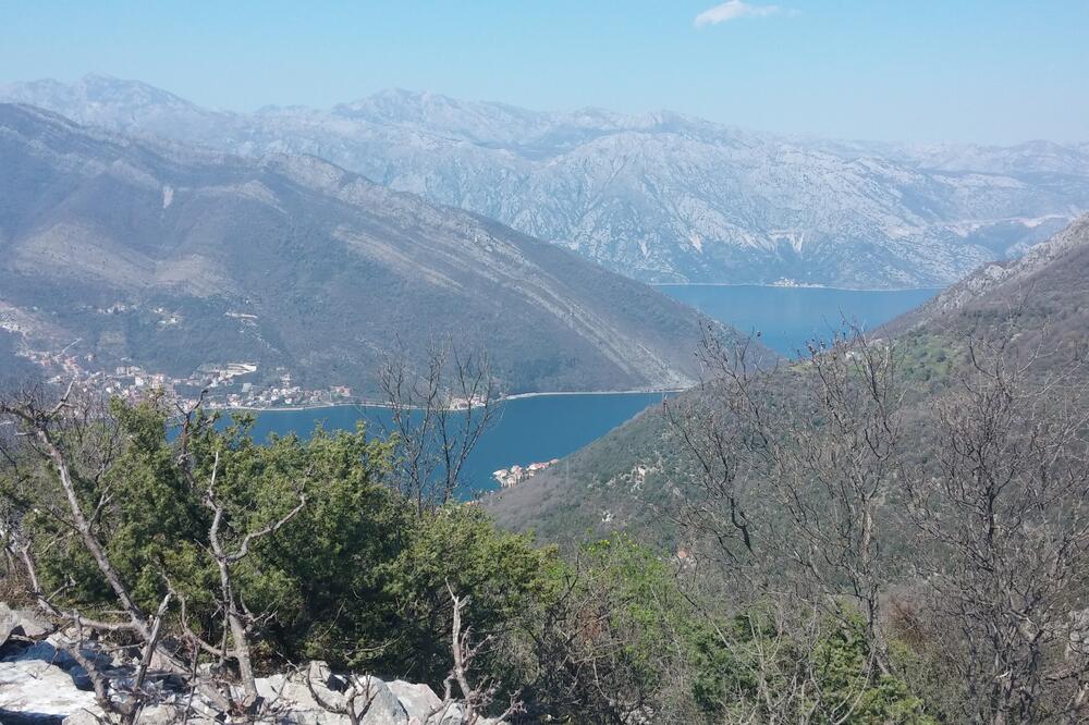 Vrmac, Foto: Siniša Luković