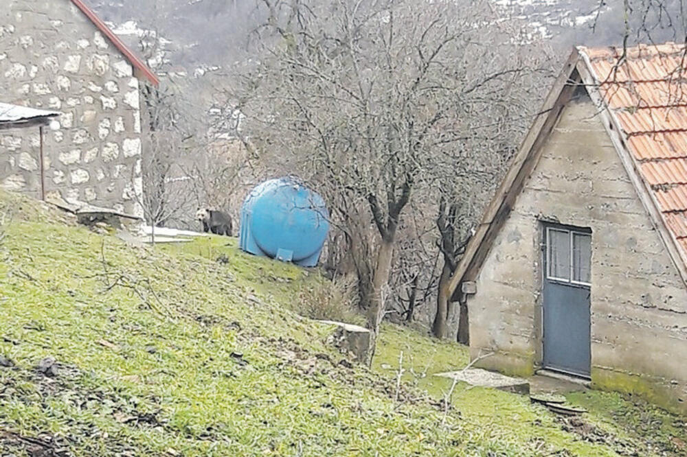 Medvjed Piva, Foto: Veselin Osmajić