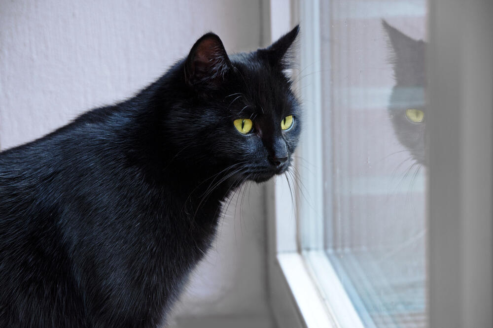 crna mačka, Foto: Shutterstock
