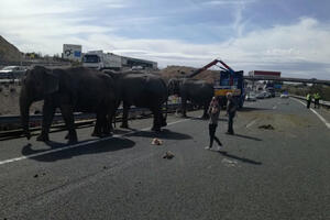 Španija: U saobraćajnoj nesreći cirkuskog kamiona poginuo slon