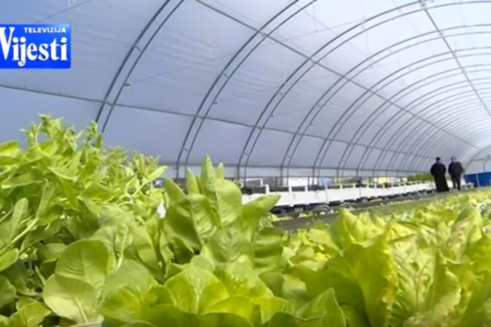 plastenik, akvaponija, Foto: Screenshot (YouTube)