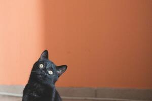 Zbog čega vjerujemo da crne mačke donose nesreću?