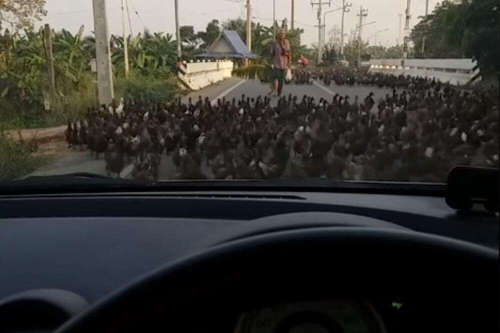 patke na putu, Foto: Printscreen