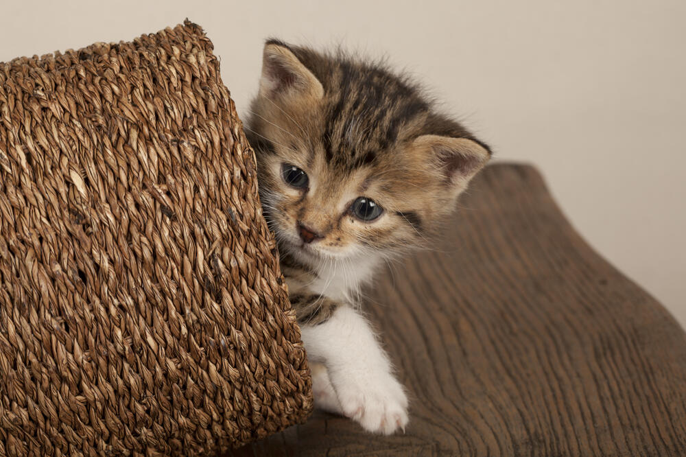 mačka, Foto: Shutterstock