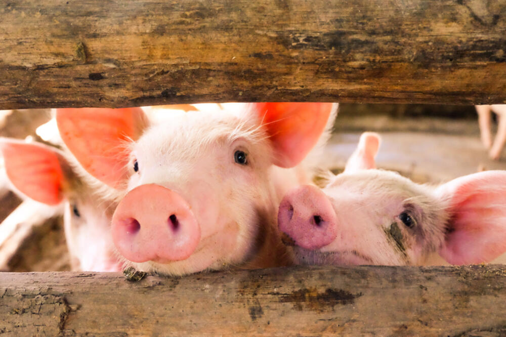 svinje, Foto: Shutterstock