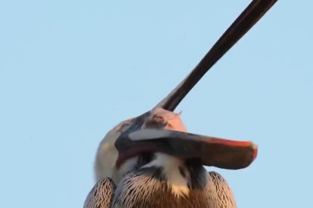 pelikan, Foto: Printscreen