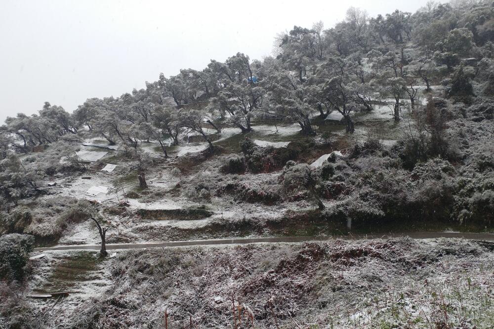 Tivat snijeg, Foto: Siniša Luković