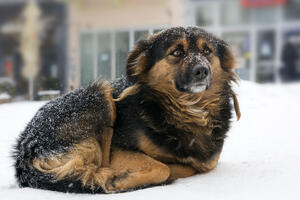 Ovo može svako: Pomozite napuštenim životinjama u hladnim danima