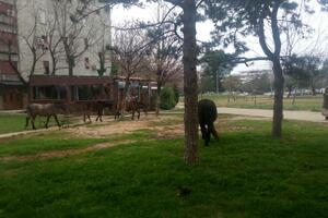 Podgorica: Konji šetaju kroz Blok 5