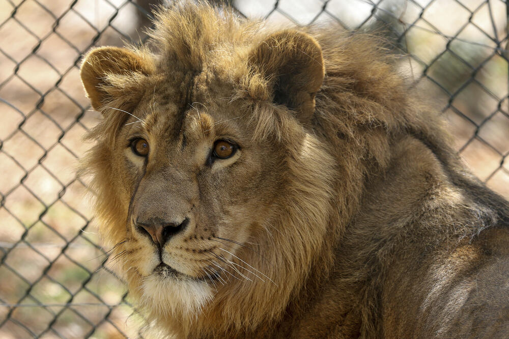 lav južna afrika, Foto: Beta