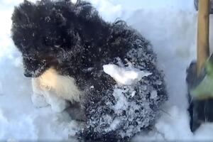 Pogledajte spašavanje psa iz snijega i leda