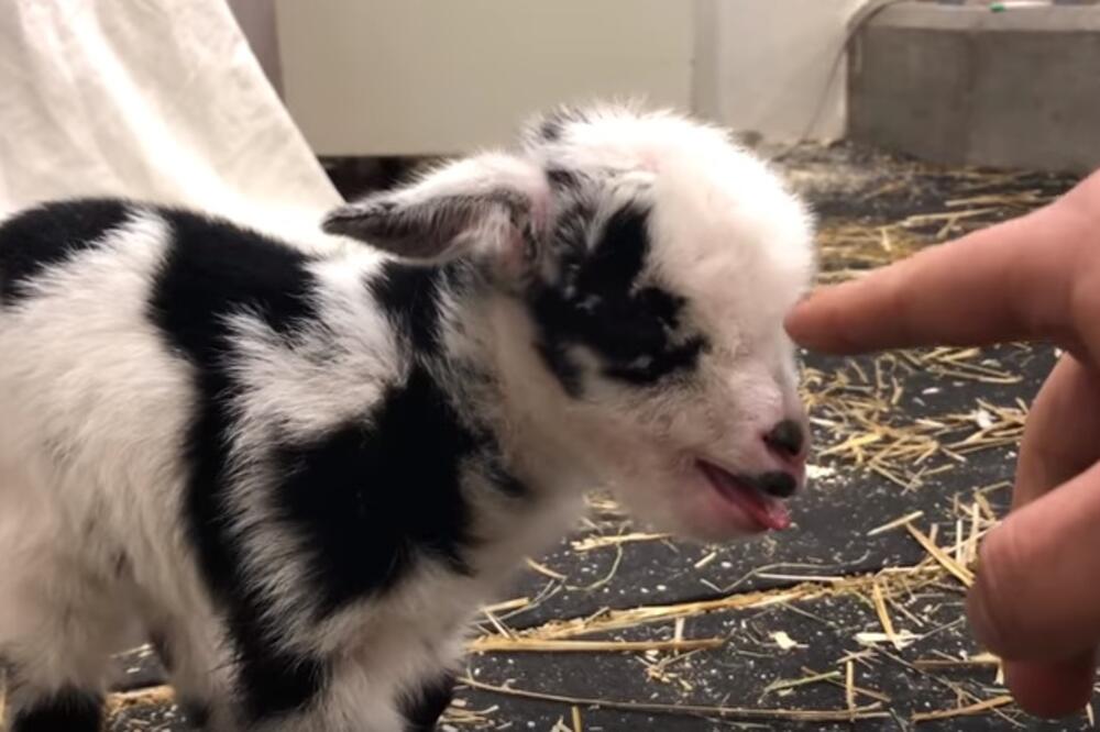 koza, mladunče, Foto: Screenshot (YouTube)