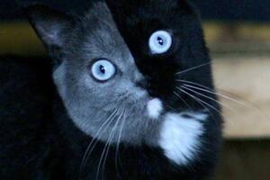 Crno-sivi ljepotan: Upoznajte mačka sa dva lica