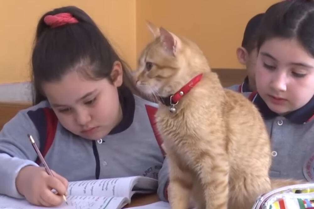 mačka škola, Foto: Screenshot (Youtube)