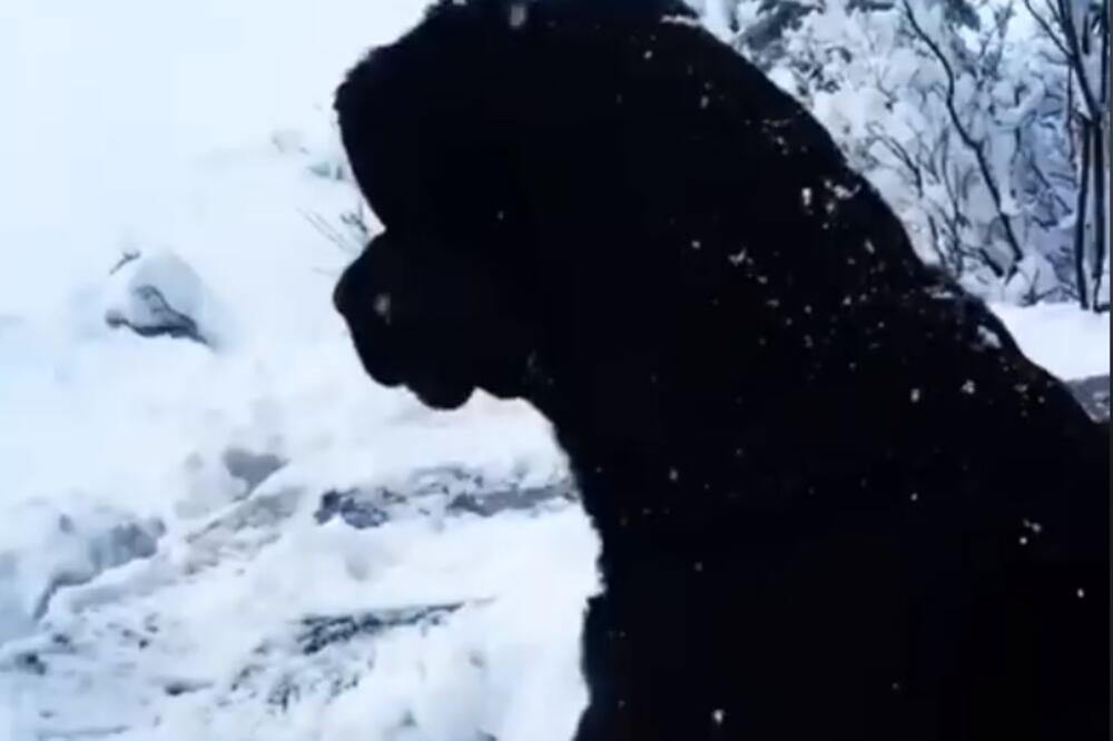 pas, snijeg, Foto: Printscreen