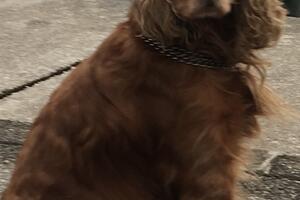 Nestao koker-španijel u Tivtu: Vlasnici nude nagradu od 2.000 eura