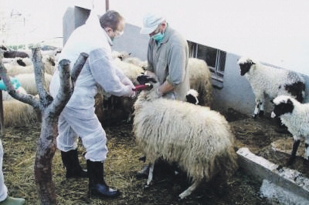 Kju groznica, ovce, Foto: Laktaši