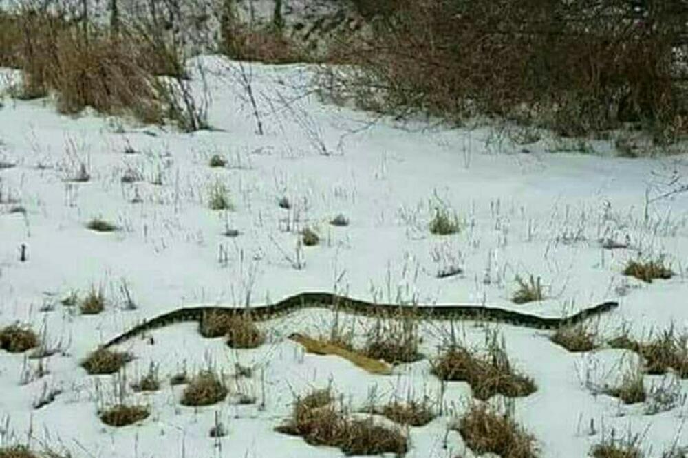 zmija Berane, Foto: Radio Berane