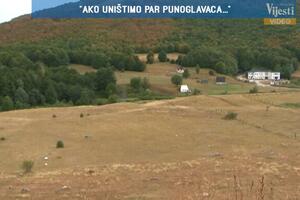 Visibabe i punoglavci