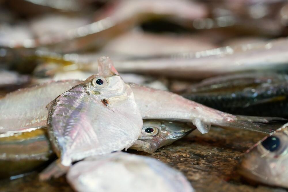 Ribe, Foto: Shutterstock