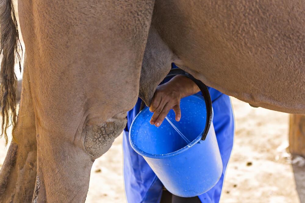 mlijeko, kamila, Foto: Shutterstock