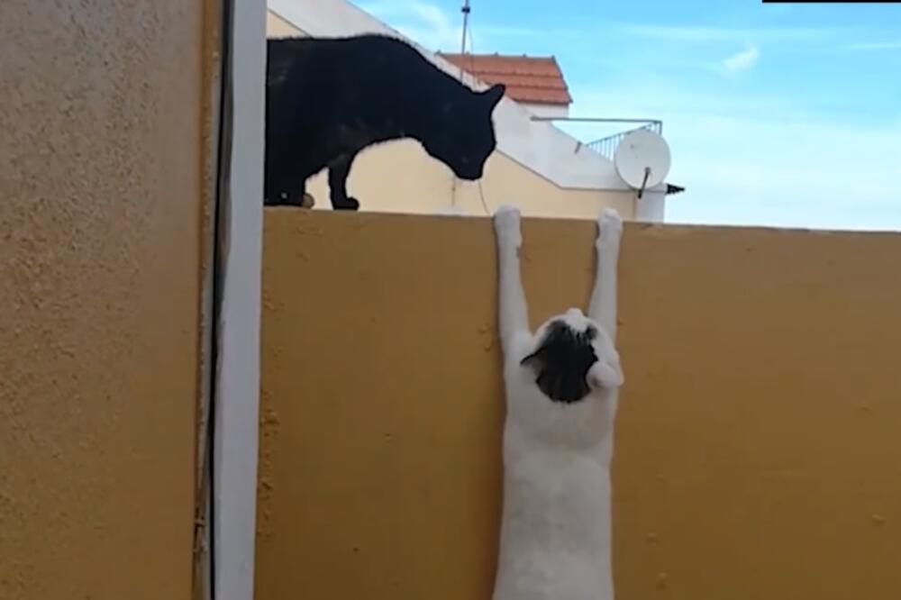 mačke, Foto: Printscreen