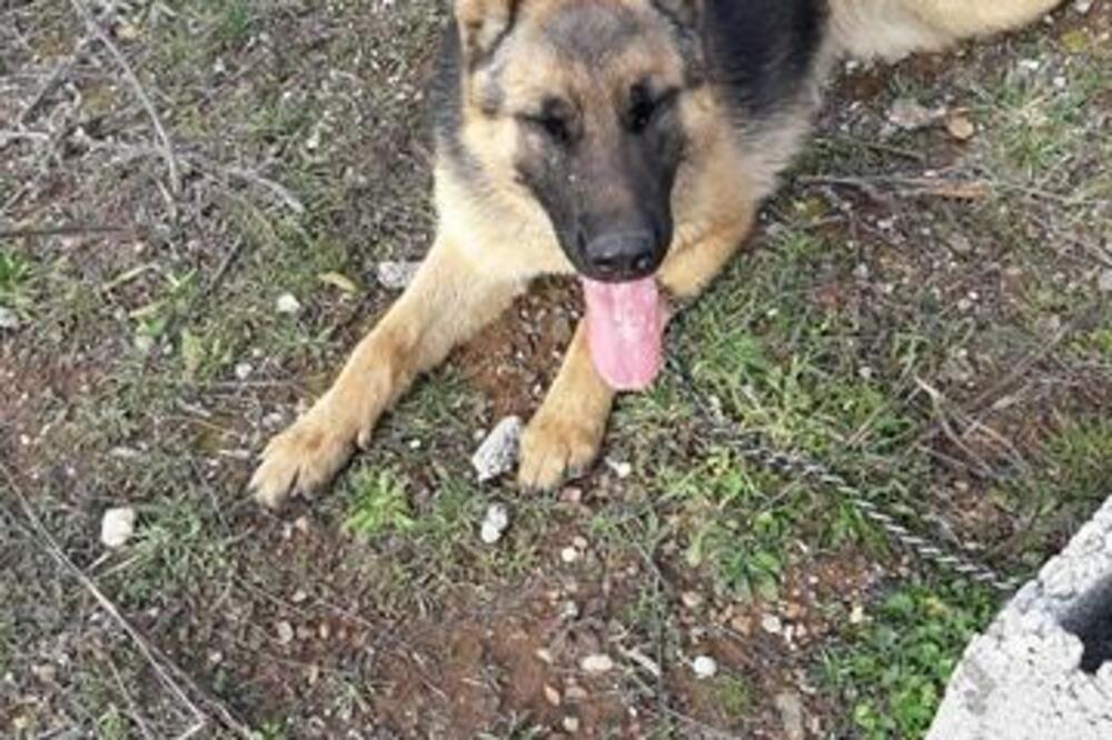 njemački ovčar, izgubljeni pas, Foto: Čitalac "Vijesti"