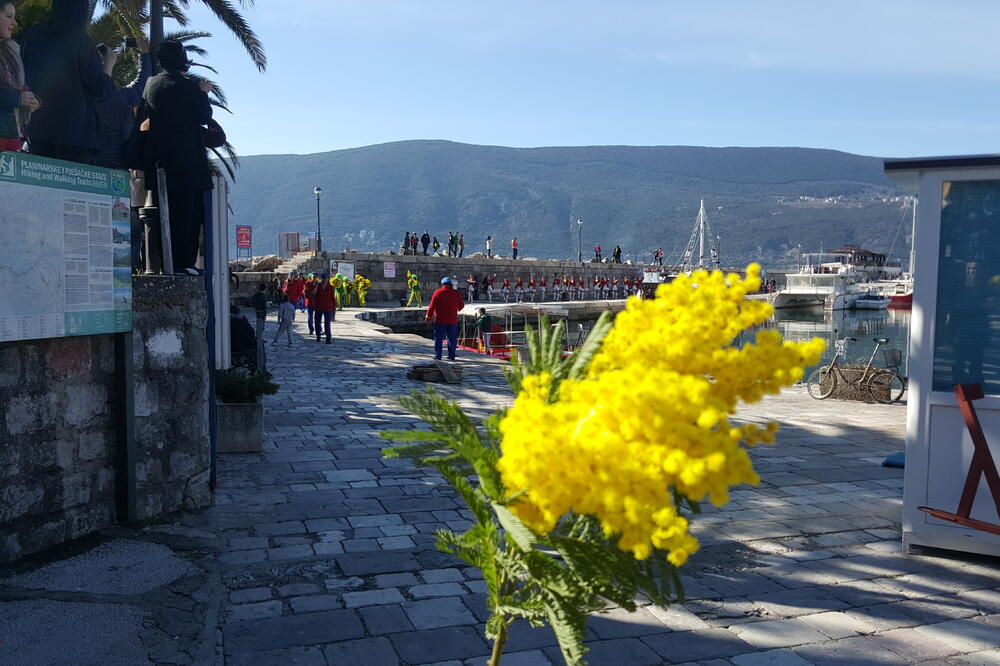 praznik mimoze Herceg Novi, Foto: Slavica Kosić