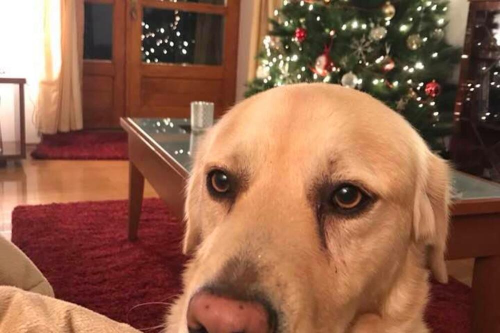 labrador Badi, Foto: Privatna arhiva