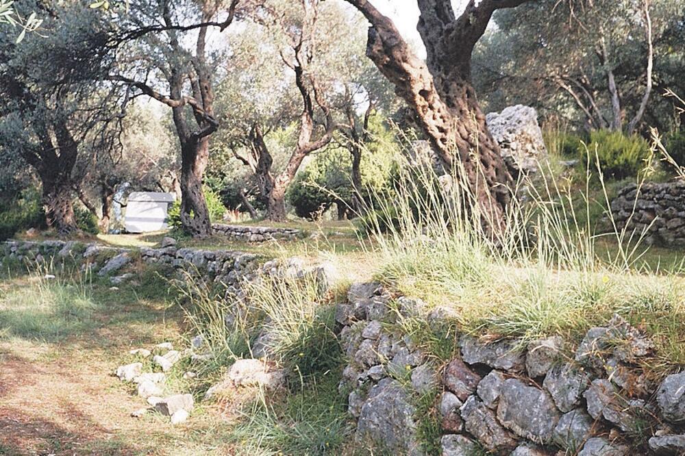 crvena glavica, Foto: Vuk Lajović