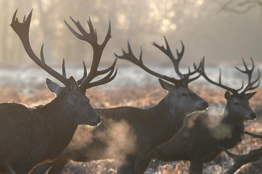 jelen, Foto: Reuters