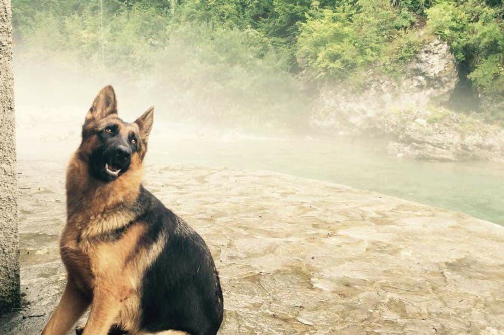 pas Dona, Foto: Privatna arhiva