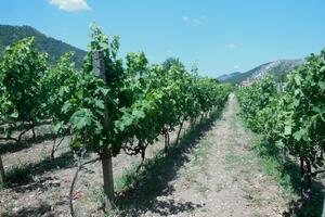 Ministarstvo poljoprivrede uputilo poziv za podršku vinogradarstvu