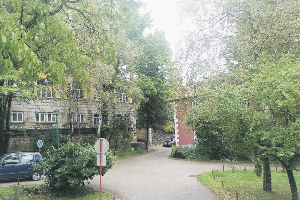 Brezovik, Foto: Svetlana Mandić