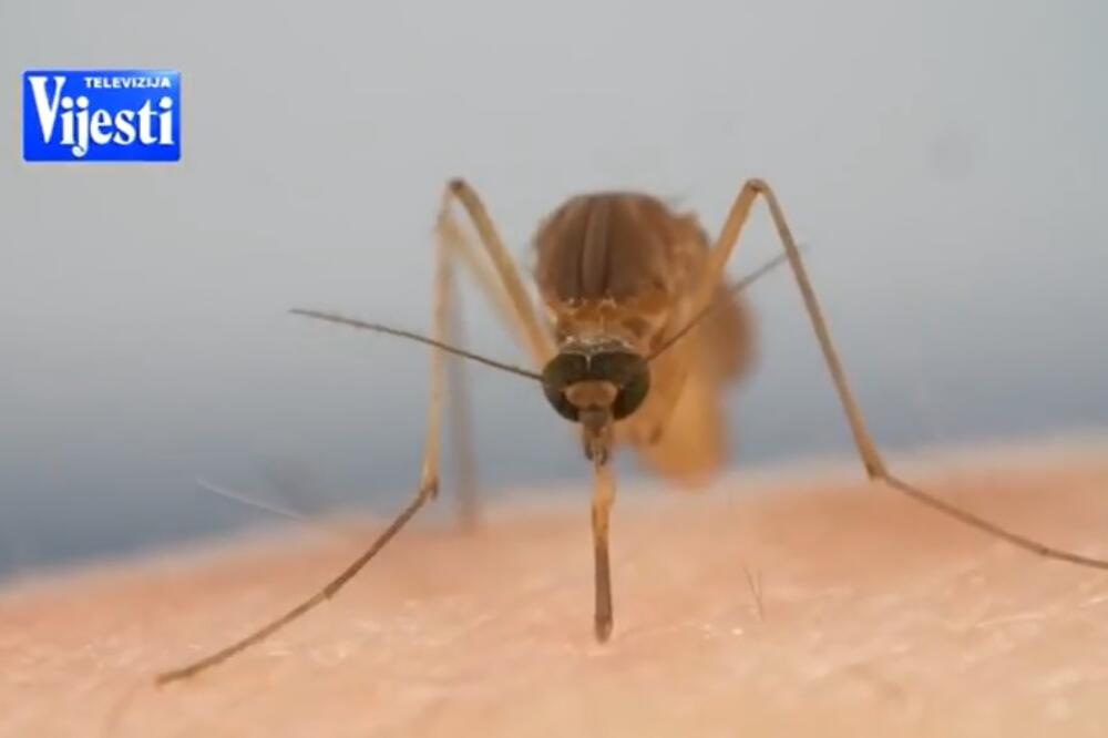 komarac, Foto: Screenshot (TV Vijesti)