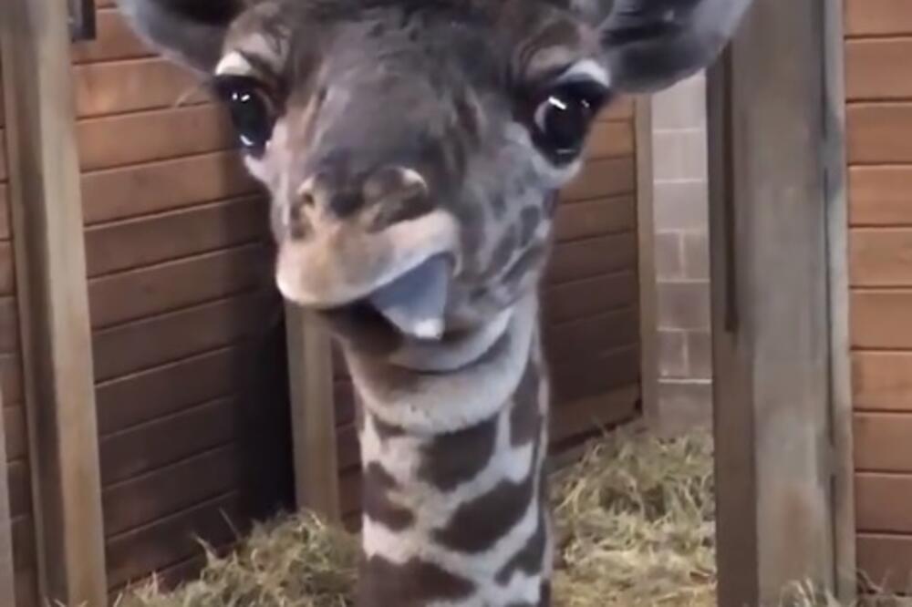 žirafa, Foto: Printscreen