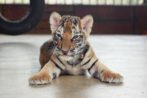 Meksiko: Mladunče tigra poslali brzom poštom