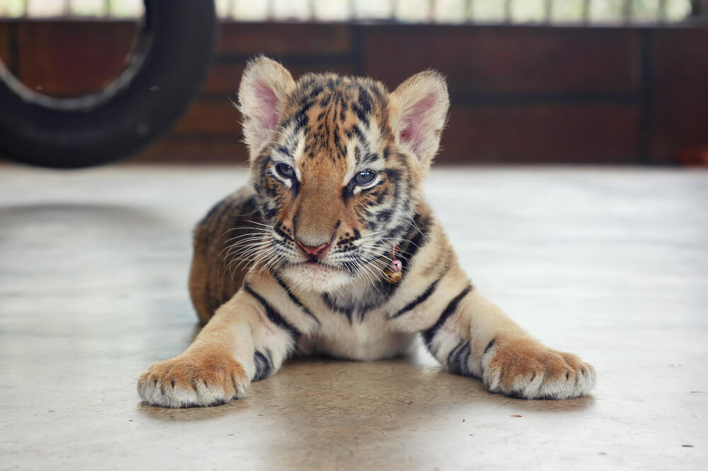 mladunče tigra, Foto: Shutterstock