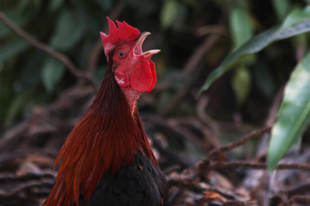 pijetao, Foto: Shutterstock