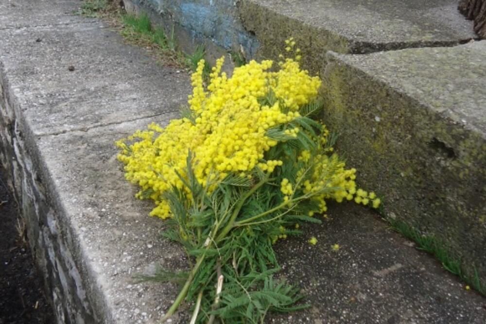 Mimoza, Foto: Slavica Kosić