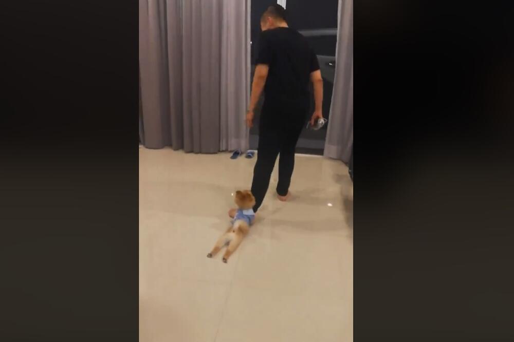 pas, vlasnik, Foto: Printscreen