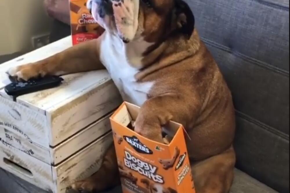 pas, Foto: Printscreen