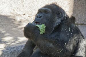 Uginula jedna od najstarijih gorila na svijetu