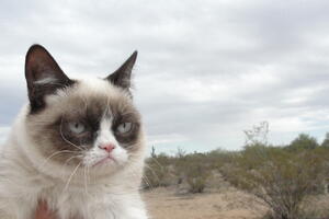 Grumpy Cat: Najpoznatiji mačak dobio spor na sudu zbog ilegalnog...