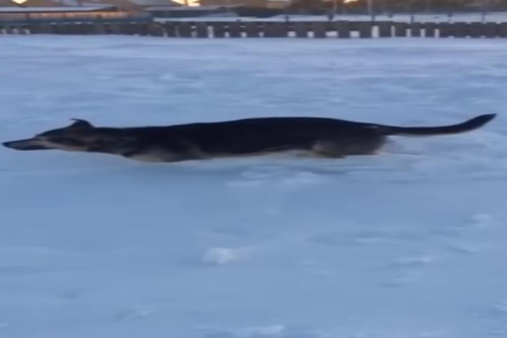 zaleđeni pas, Foto: Screenshot (YouTube)