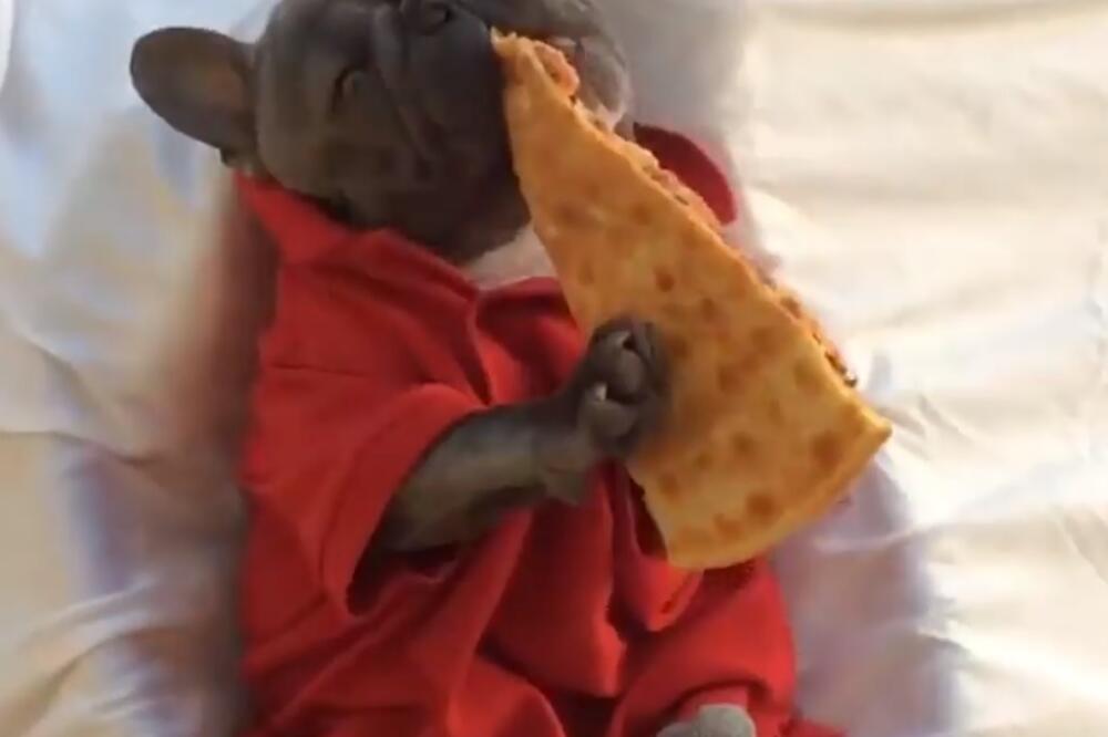 francuski buldog, Foto: Printscreen