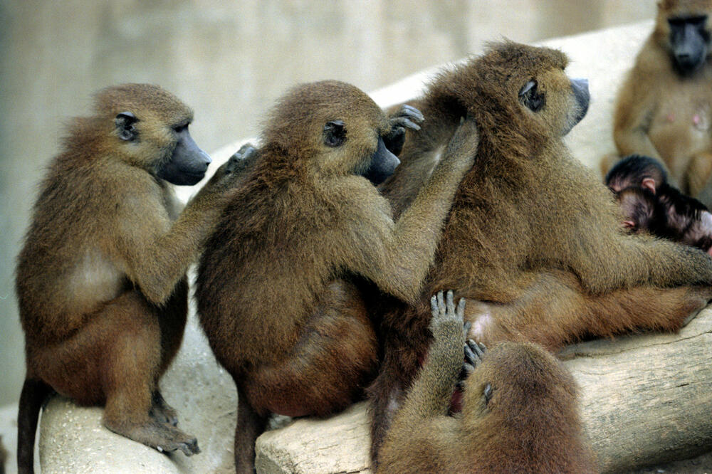 pavijani, Foto: Reuters