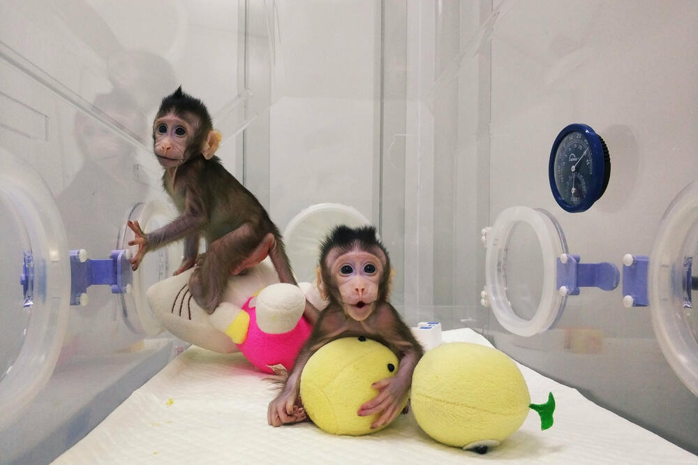 klonirani majmuni, Foto: Reuters