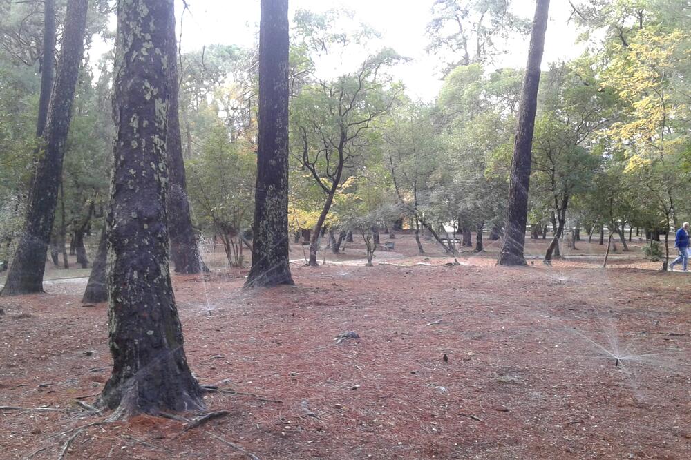 sistem za zalivanje, Tivat, Foto: Siniša Luković